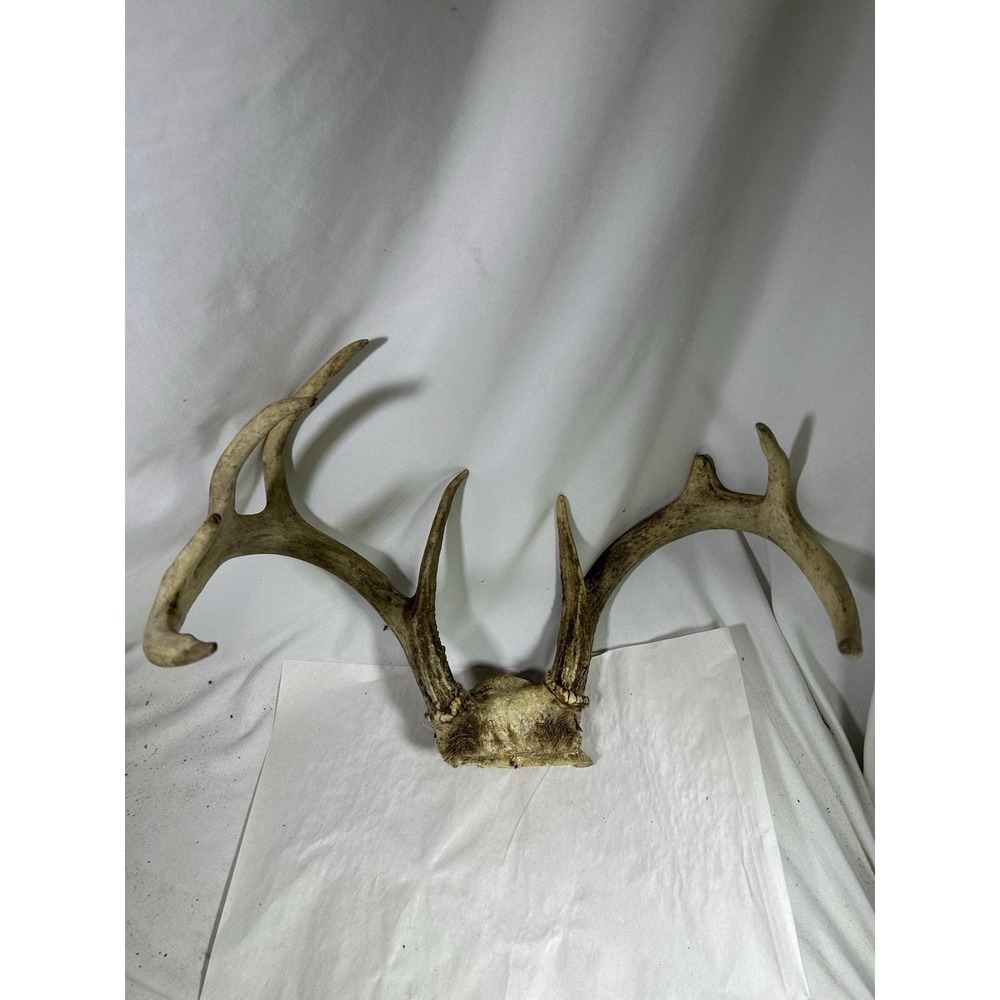 Wild 9 Point Whitetail Deer Antler Rack Skull Plate Man Cave Cabin Decor Lodge